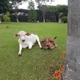 Vendas de gado e oportunidades Jarinu🤝