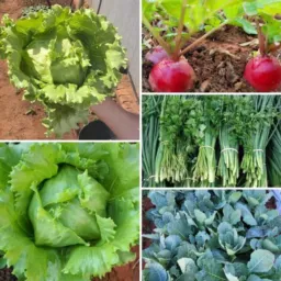Delivery de hortaliças Votuporanga 🥬🥬