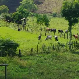 Venda e troca de animais  baixada SP
