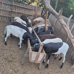 Agro rifas