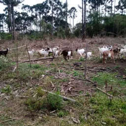 Todas as vendas de mafra