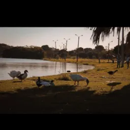 Parque do lago, Flórida e região(CLASSIFICADOS, DESAPEGOS & NOTÍCIAS)🪀💸⚠️🇧🇷