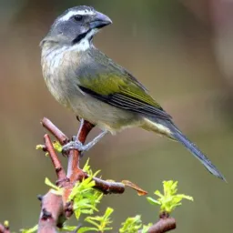 Só os bom de rolo Petrópolis