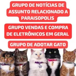 ADOTA GATOS PARAISOPOLIS, VENDAS E COMPRAS DE ELETRÔNICOS E VARIEDADES, NOTÍCIAS DE PARAISOPOLIS