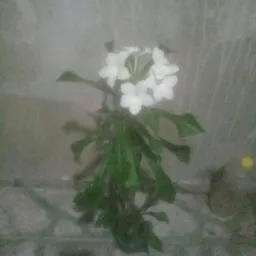 Venda de plantas