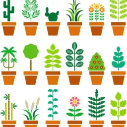 Rifa das plantas
