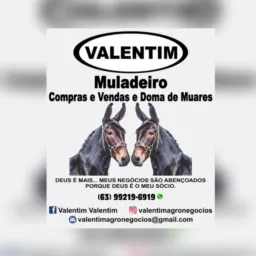 Vendas gambiras Araguaçu