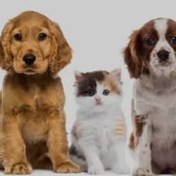 🐾🐶My DOG-PET Doações Compra e venda/CANAÃ-PARÁ 🦮🐈🐇
