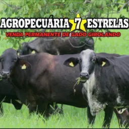 Genética leiteira Faz. 7 Estrelas