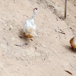 Ta ta feito