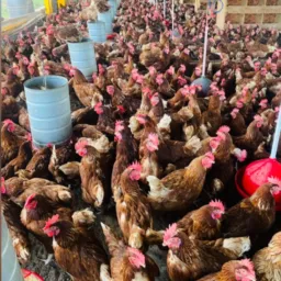 Venda das galinhas 🐓
