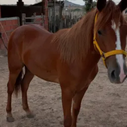 Rifa de uma potra quarto de milha🐎🙌