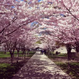 BAIRRO PRIMAVERA OFICIAL™