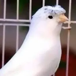 canário e exot Poá Ferraz