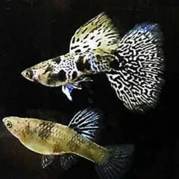 Ornamentais 🐟🐠🦐🦞