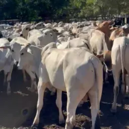 DD 81 87 venda de gados Pernambuco