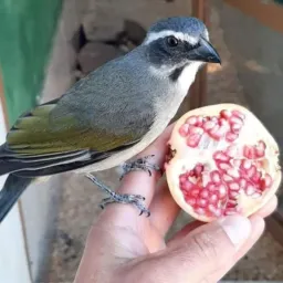 AMIGOS DA CORTADA SERRA ES 🐧🎄
