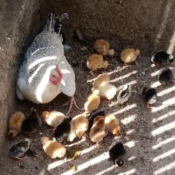 Catira, compra, vende e troca Nazareno e região🐇🦮🐄🐷🐓🦜