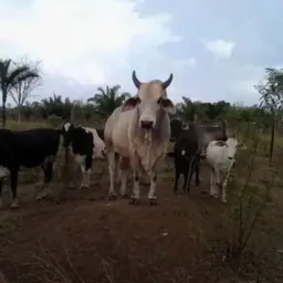 Comprar venda