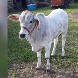 AGRONEGÓCIO SOMBRIO E REGIÃO SUL