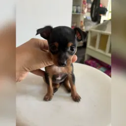Rifa Pinscher fêmea preta canela 20,00