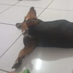 resenha do arrocha