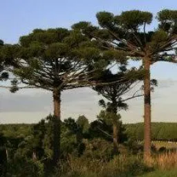 Parque dos Pinheiros