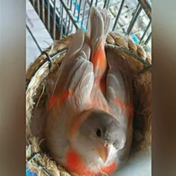 ❣️UMA PAIXÃO POR TARIM❣️