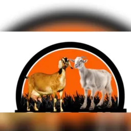 Rifa dos amigos