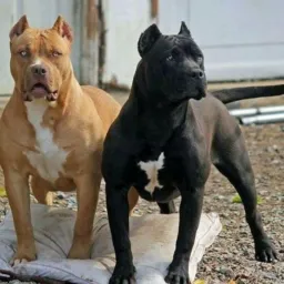 ......ou doação de cães de RAÇA ✌️😎 SC