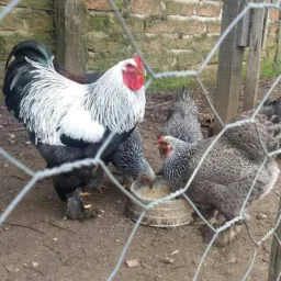 Só Aves Ornamentais