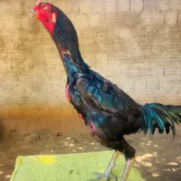 Indio combate mg compra e vendas de aves