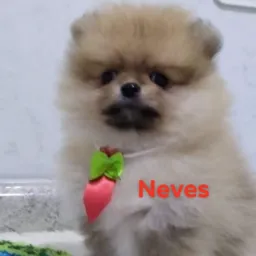 G , CÃES GATOS TUDO TIPOS