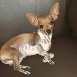 Adoro meu cãozinho 🐾🐾🐕
