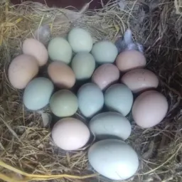 Compra e venda de aves, somente vale do Paraiba