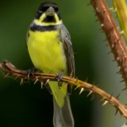 🕊️"PASSARINHEIROS DE ITAPECERICA DA SERRA  ,  BRANCA FLOR   &  PARELHEIROS" 👑
