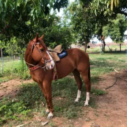 Rifa de cavalo quarto de milha🐴