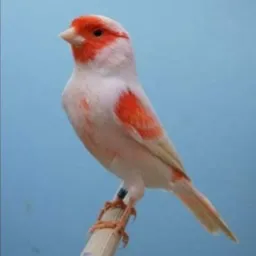 Poa canário e exoticos