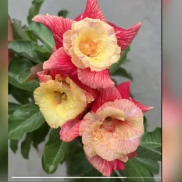 Grupo livre para trocas, vendas e exibição de plantas 🌺