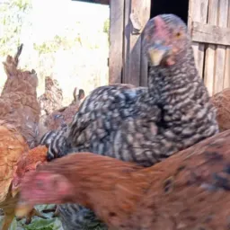 Frango Porco e Peixe
