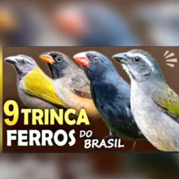 Aves exóticas de luxo