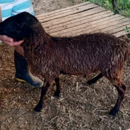 Rifa de borrego rancho GG