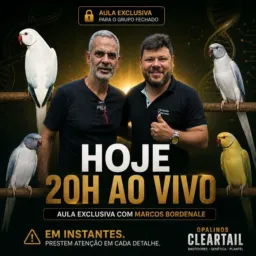 HOJE TEM AULA 2 ÀS 20H - AULA SOBRE OPALINOS CLEARTAIL