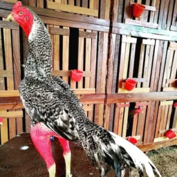 Troca d galinhas em Pelotas 🐔🐣