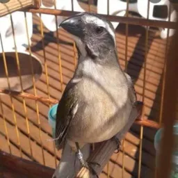 MEU TRINCA FERRO É SHOW 2