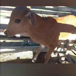 Vendas e trocas d animais
