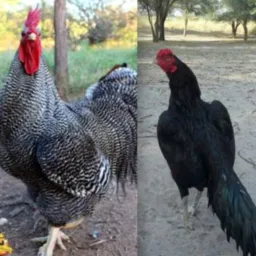 Grupo Rinheiros..Galinhas.. Garnisé..patos entre outras aves jardim América capão do leão