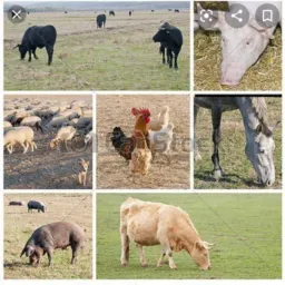 OLX RURAL JÁIBA/VERDELÂND