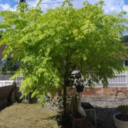 Plantas e flores da Moninha.