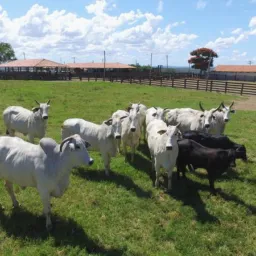 🌥️Divulgação de vagas de serviços em fazendas todos os serviços rural 🌥️